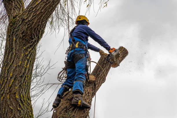 Best Professional Tree Care  in Erlanger, KY